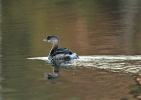 Grebe,-Pied-billed-(2)_1