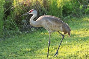 Crane,-Sandhill