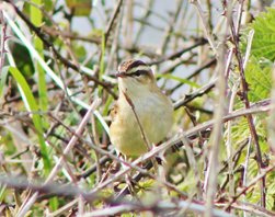 Sedge warbler