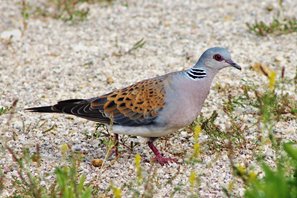 Turtle dove