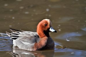 Wigeon