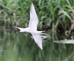 Common-tern-(37)