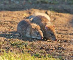 brown rats