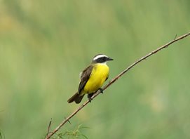 Social-Flycatcher