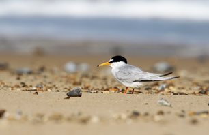 Little-Tern,-(10)