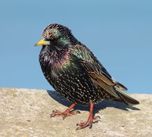 Starling