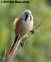 Bearded tit