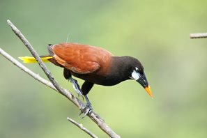 Montezuma-Oropendola