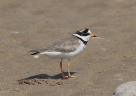 Plover,Ringed