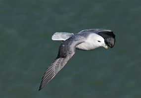 Fulmar-(8)