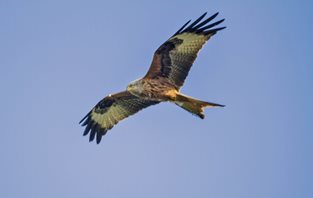 Red kite