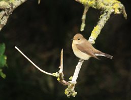 Red-breasted-Flycatcher