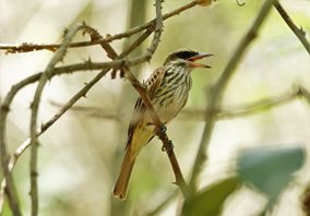 Streaked-Flycatcher