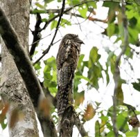 Common-Potoo