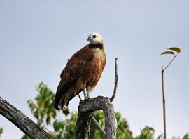 Black-collared-Hawk-(8)