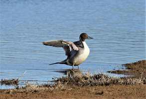 Pintail