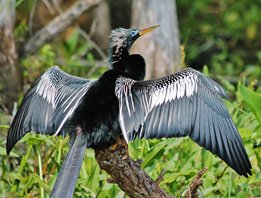 Anhinga-(5)