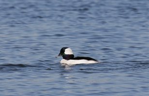 Bufflehead-(6)