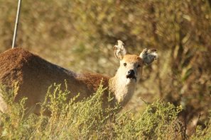 Chinese water deer