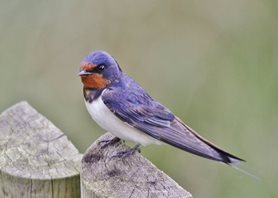 Swallow