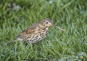 Song thrush