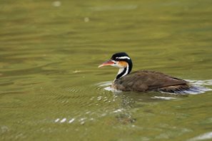 Sungrebe-(1)