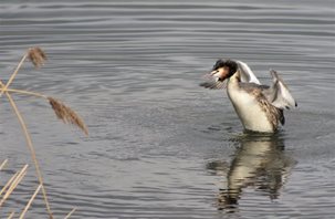 great crested grebe