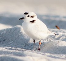 Snowy-plover-(1)