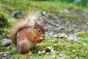 Red squirrel