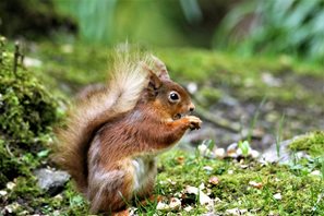 Red squirrel