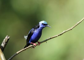 Redlegged-honeycreeper