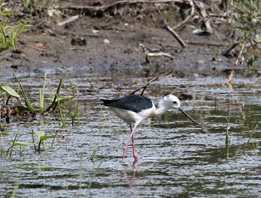 Black-winged-Stilt-(4)