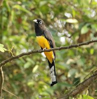 Black-headed-Trogan