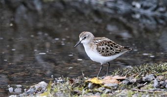 Little-Stint-(7)