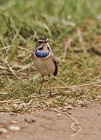 Bluethroat