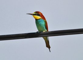 Bee-eater