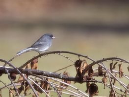 Junco,-Dark-eyed