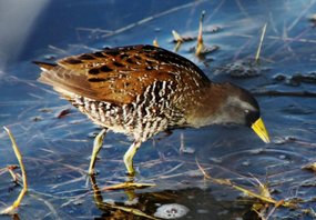 Sora-rail-(5)