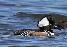 Merganser,-Hooded-(6)_1