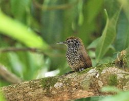 Spot-breasted-Wren-(1)