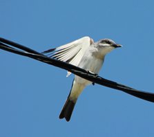 Gray-kingbird