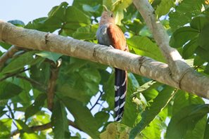 Squirrel-Cuckoo