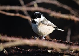 Coal tit