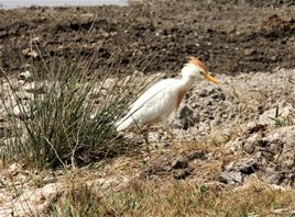 Cattle-Egret-(6)