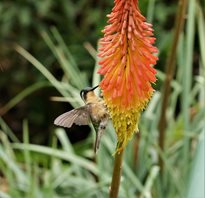 White-throated-Mountaingem-(3)