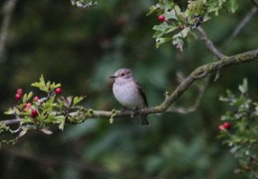 Spotted flycatcher