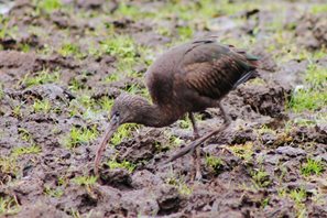 Glossy Ibis