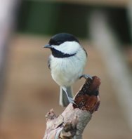 Chickadee