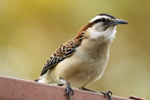 Red-naped-Wren