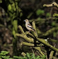 Hawfinch